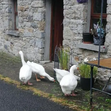 3 Lough Sheelin Mountnugent